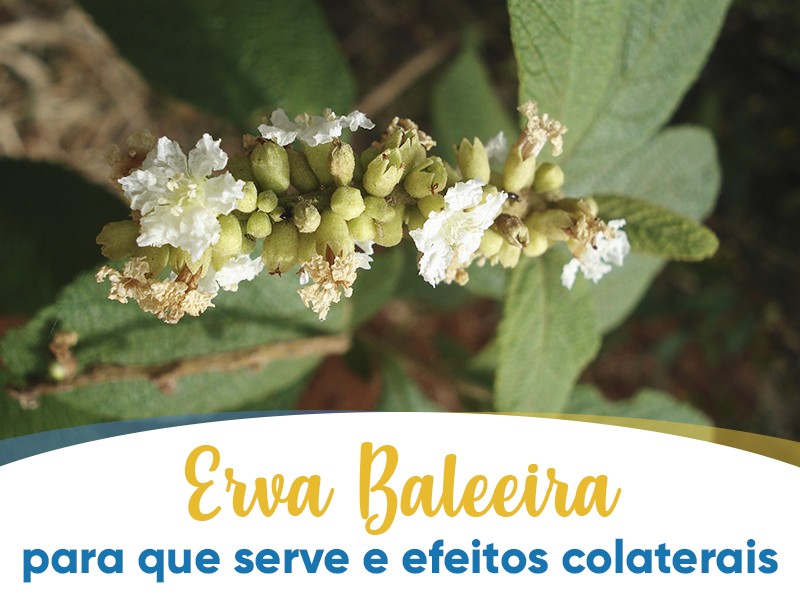 Erva Baleeira: para que serve e efeitos colaterais